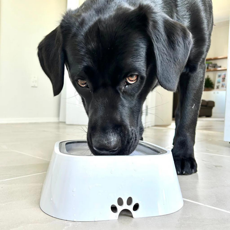 Anti-Splash Dog Water Bowl